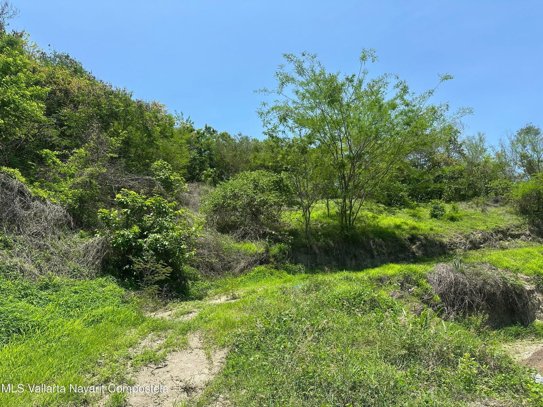 Reserva 1, Selva Makuu
