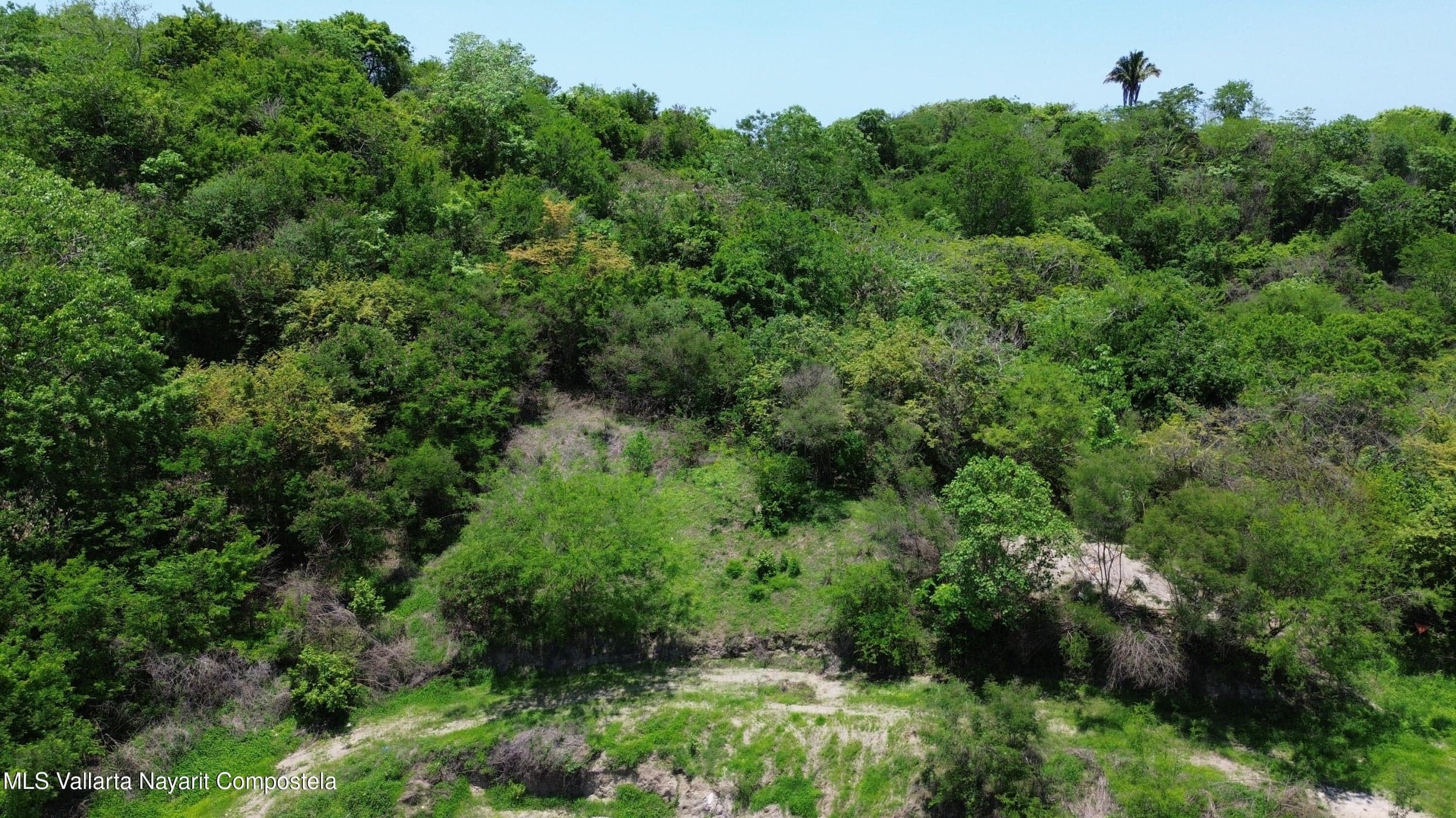 Reserva 1, Selva Makuu