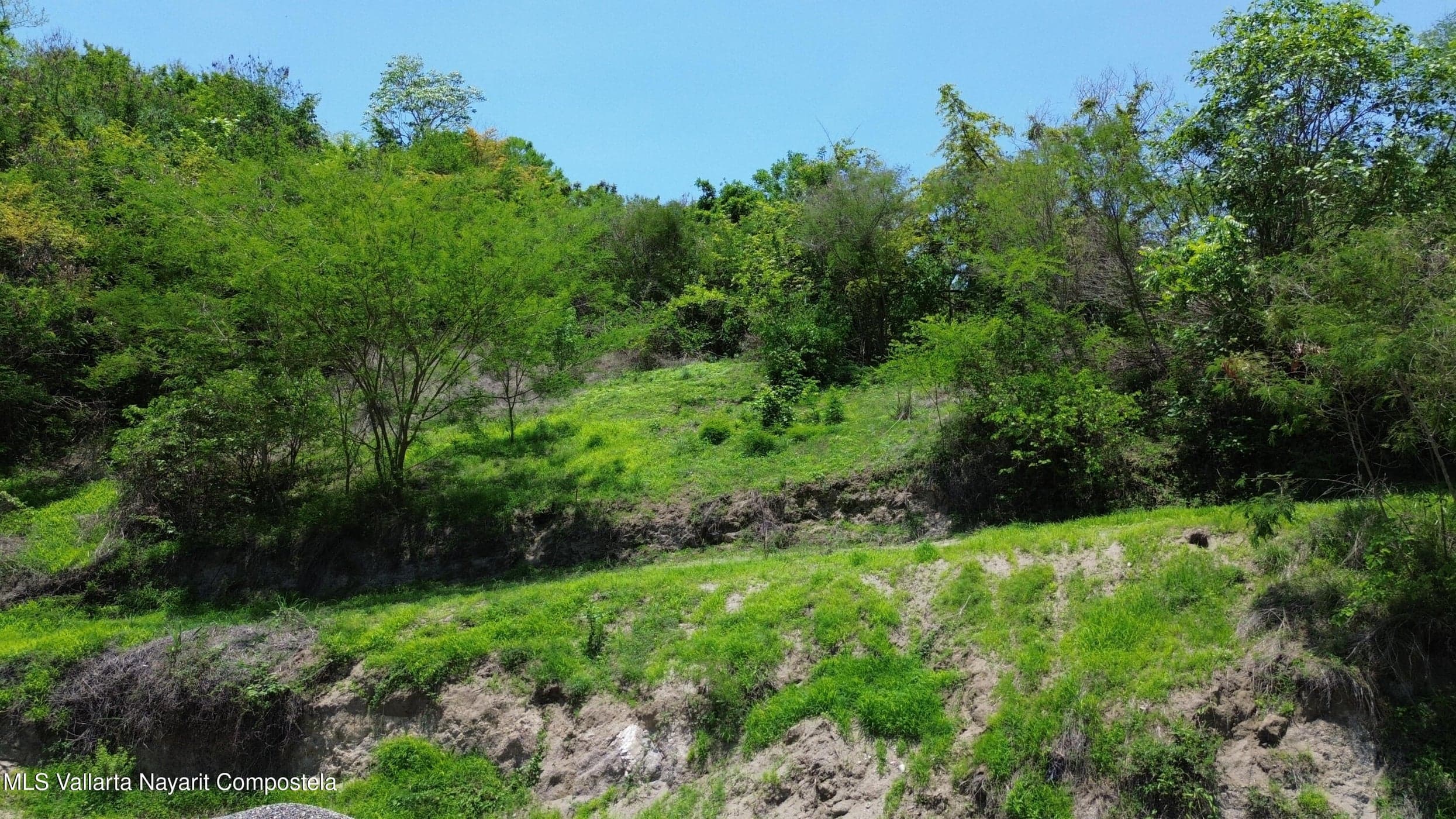 Reserva 1, Selva Makuu