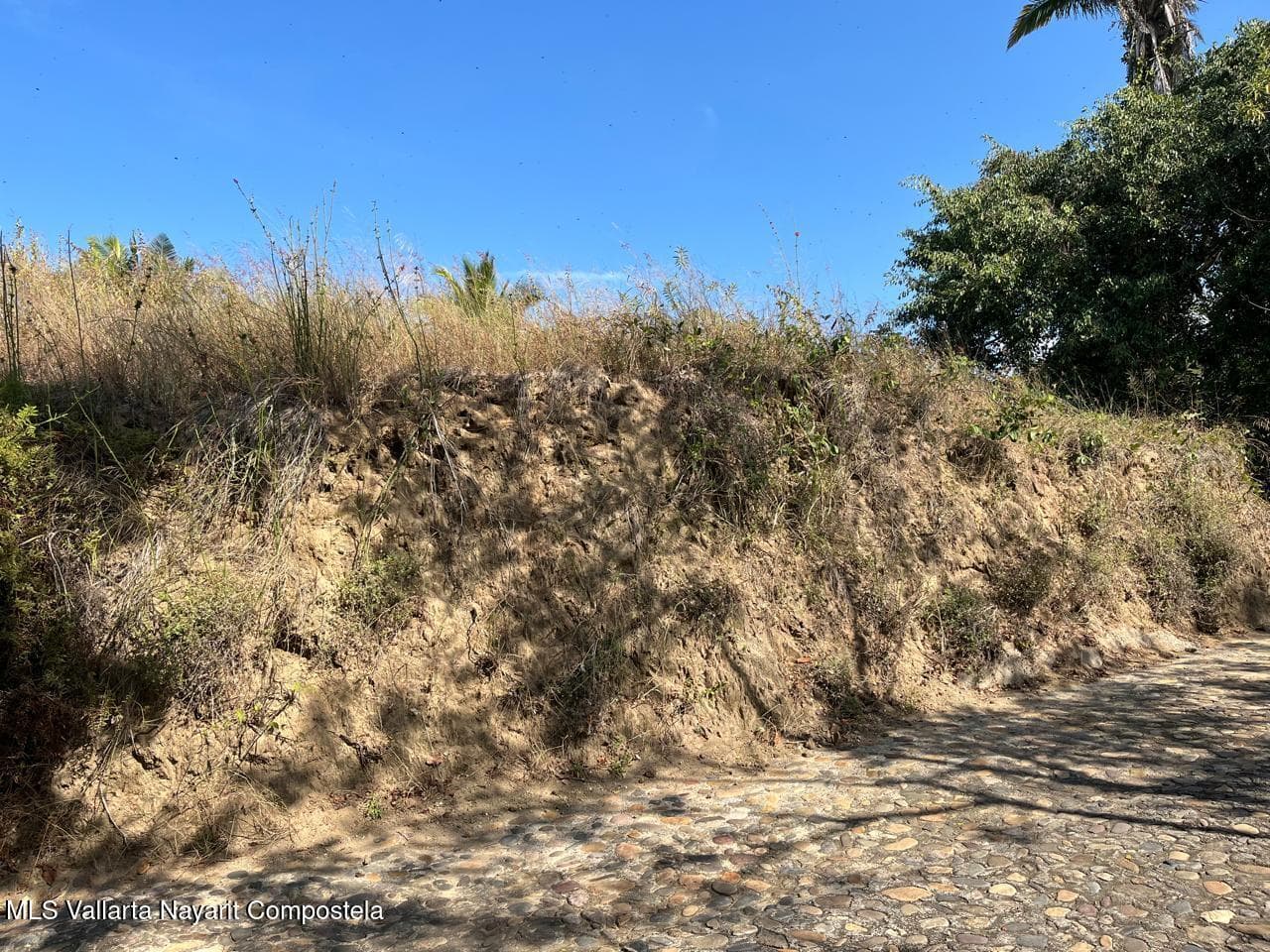 Selva Azul # Lote 18