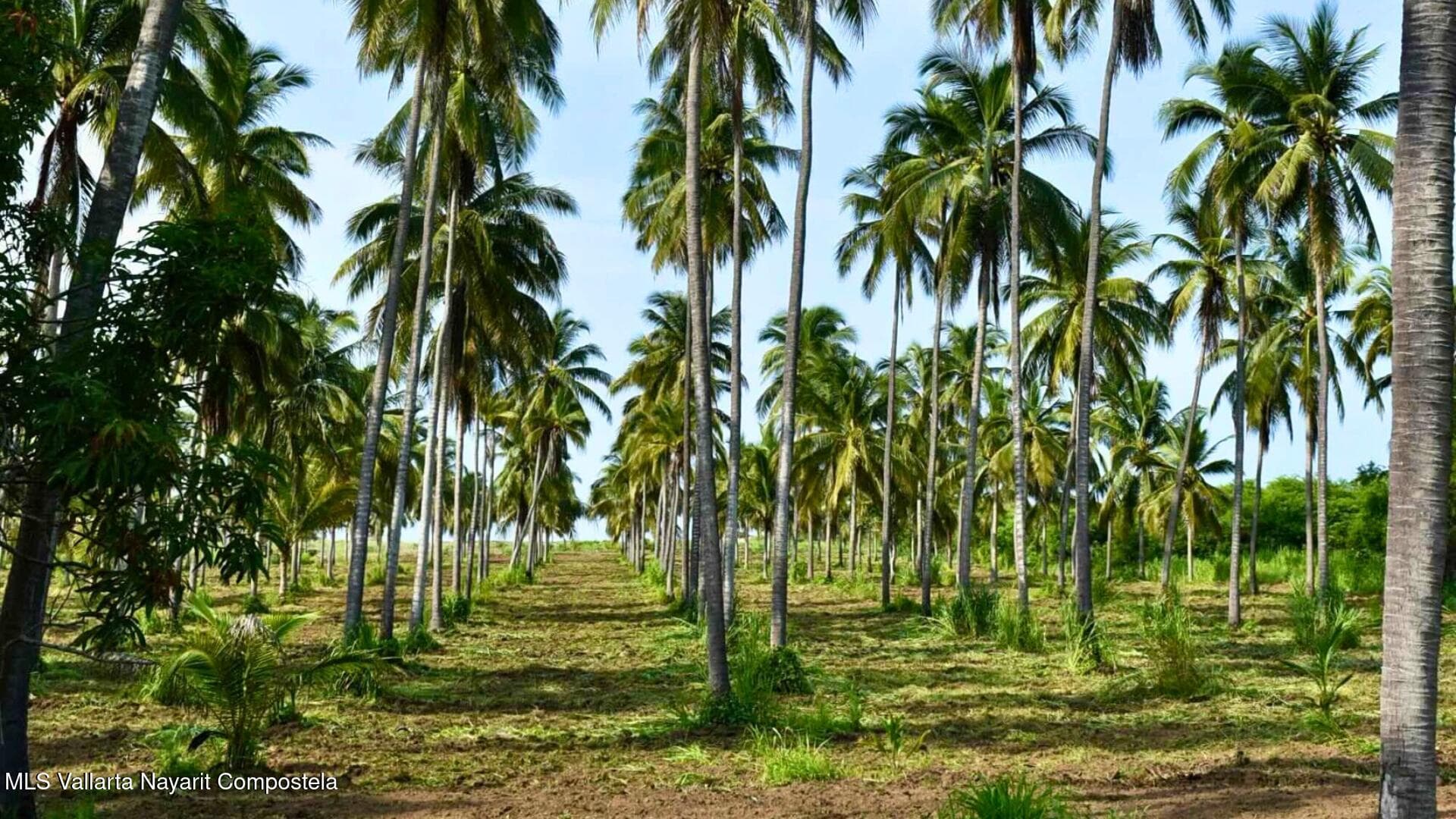 Lote Playa los Cocos